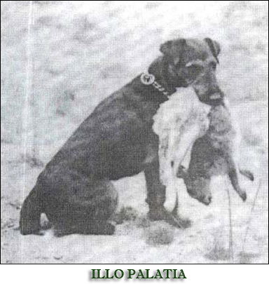 ILLO PALATIA