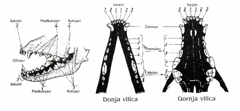 Standard Terijera